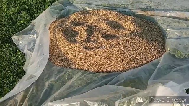 А мы все в работе. К нам приехал комбайн.