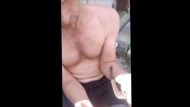МЫ ИХ ЖДАЛИ ЦЕЛЫЙ ГОД/ змеи домашнего разведения