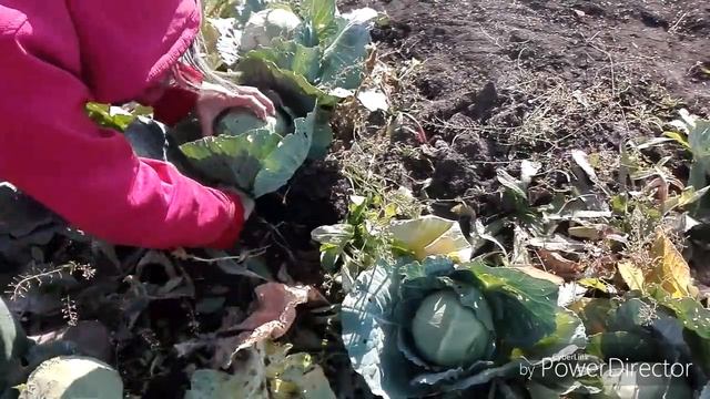#ОгородВлог  ТЕПЛО ПРИШЛО / ЛИСТЬЯ ДЛЯ УДОБРЕНИЯ.