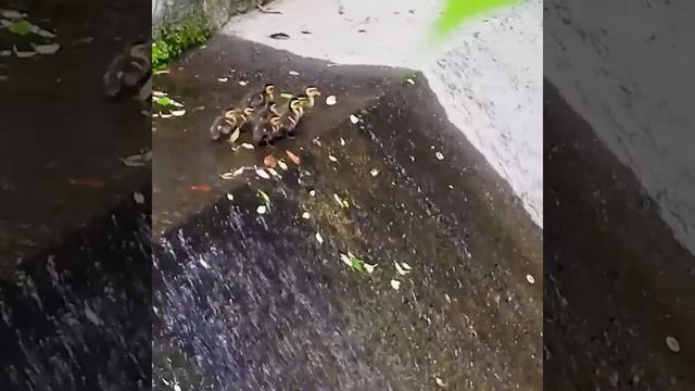 難所トラブル連続。カルガモ親子の引っ越し