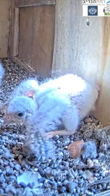 #shorts : #falcon #lesserkestrel #nestlings #blastoffs. #birds #chartergroup  #motticharter