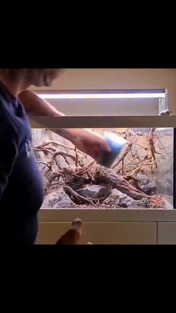 100 liter beginner planted tank #aquarium #plantedtank #fishtank #aquascape #shorts
