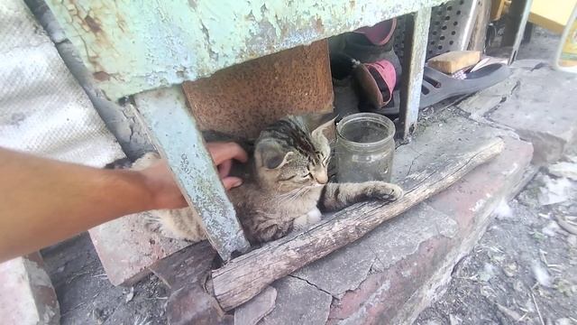 Никого не боится 😉 Серенький 🙂