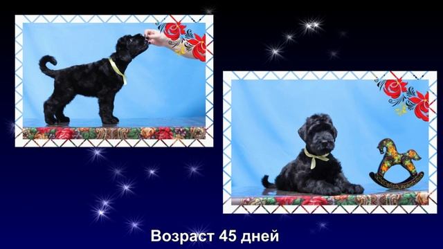 Щенок Русского Чёрного Терьера