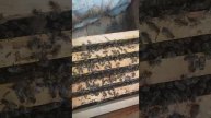 Занбури ассала як хафта пас нигох мекунем