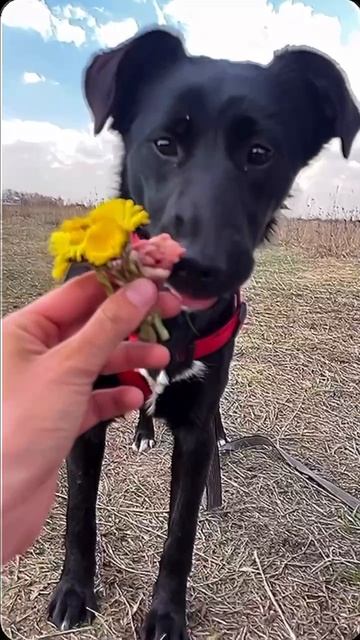 Прекрасного весеннего утра всем желают цветочки ЗооДома Кейт и Кристи😍