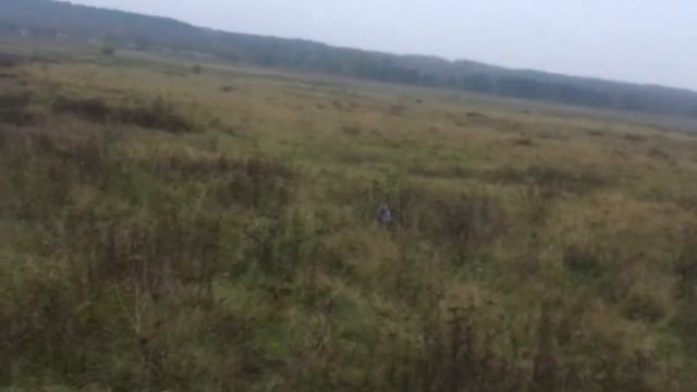 Servo Lapwing (vanellus vanellus) TestFlight on calm evening 13.11.21