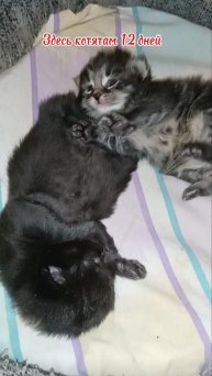 Нашим котятам 12 дней #котики #животные