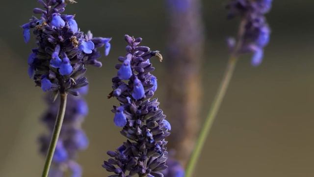 Lavender Flowers HD Background Free