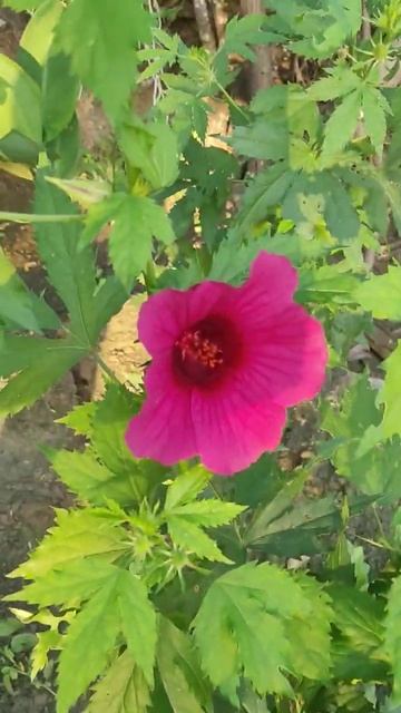 My Small Garden (1)