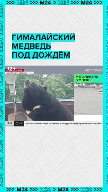 Гималайский медведь под дождём