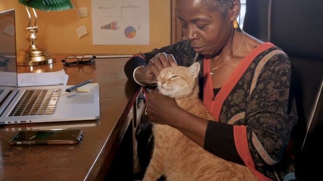 Fun Facts About Orange Cats - #3 Applies To Humans Also