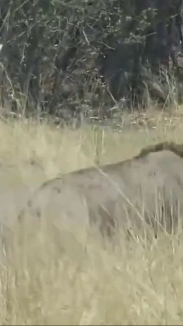 Oryx injured #shorts