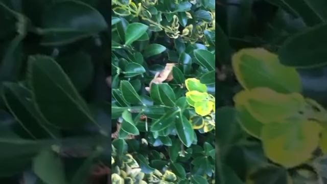 Snoeien Euonymus Tuincursus-Online