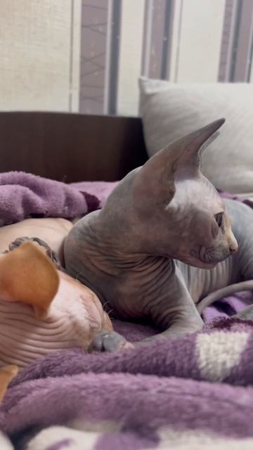 #catvideo#cat#kitten#sphinxofinstagram#коты#котятаиграют#котята#сфинксы#сфинксычудоизчудес#funny