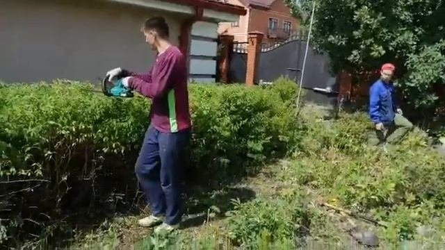 Стижка живой изгороди