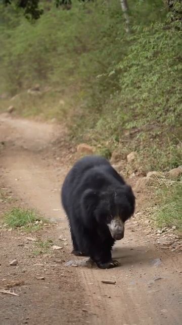 Sloth Bear Dikha Morning Safari Me Jim Corbett National Park #youtubeshorts #wildlife #jungletiger