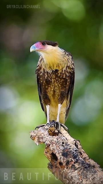 beautiful bird, the eagle stalks its prey #shorts #birdlovers #birdsounds