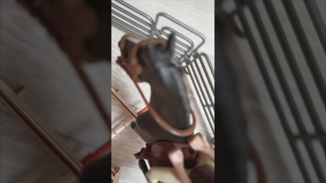 1 день глазами лошади 🐴