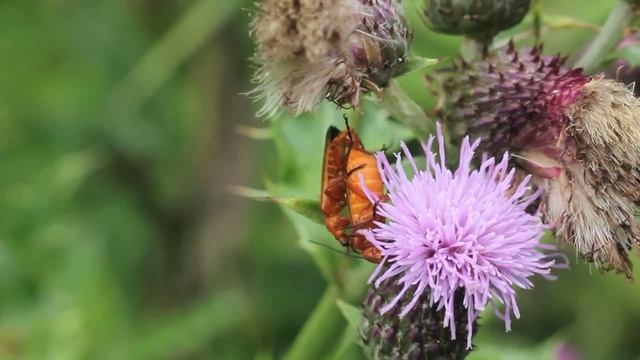Wonders of Nature: Red Headed Cardinal Beetles Doing It!