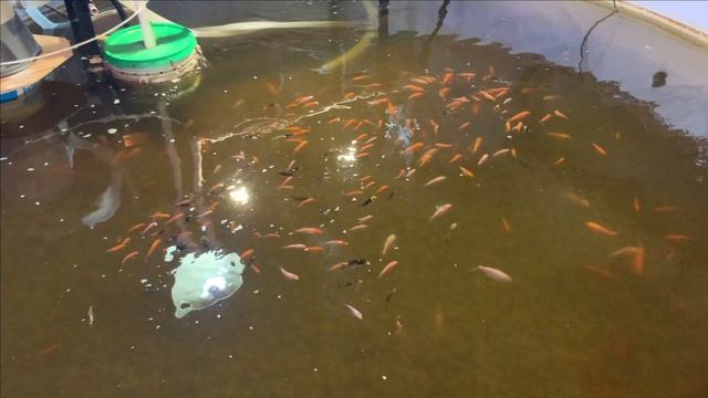 Пруд в гараже.Проблемы с водой.