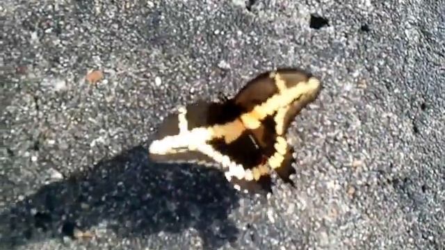 The Citris  SwallowTail Butterfly.🦋