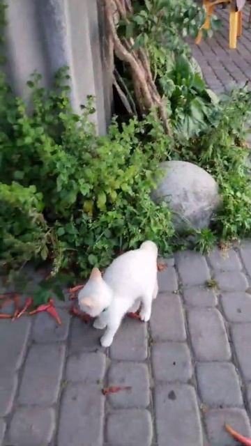 new dance couple dog and cat/Новая танцевальная пара пес и кошка