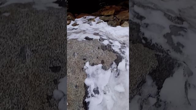 Магаданский мамонт