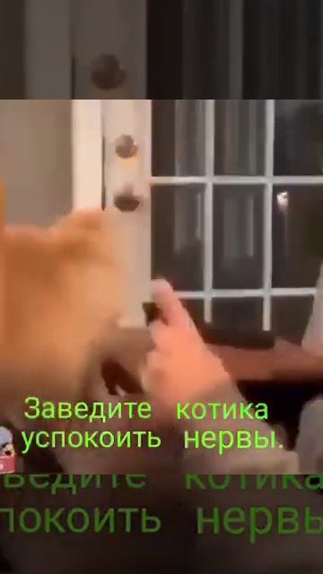 Заведите котика #котики#котята #люблюкотов