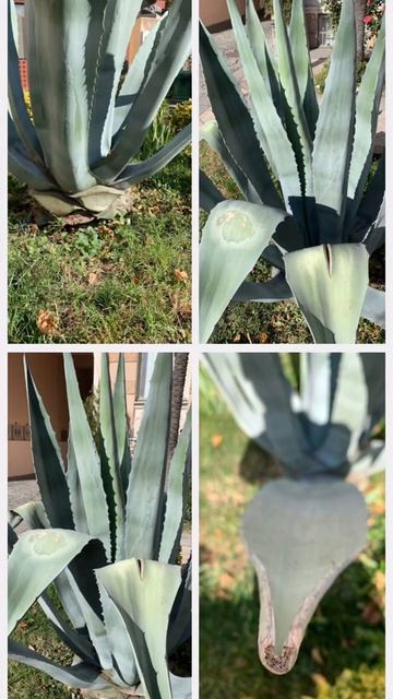 big aloe