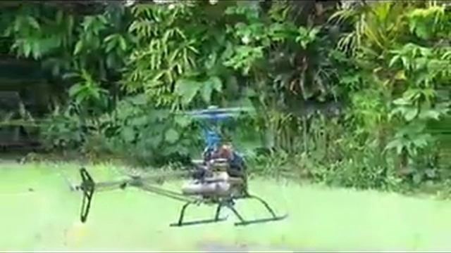 ASI Mongoose tail wag