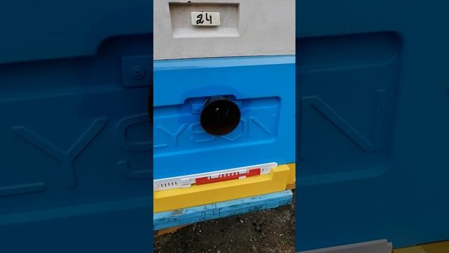 Пчела и 147 регион