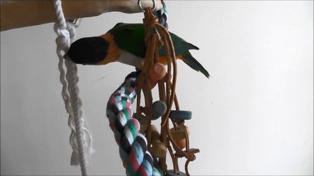Baby Sister 12 week old Baby Black Headed Caique