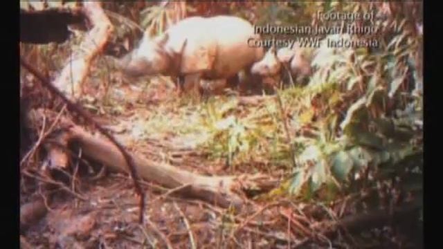 Javan rhino driven to extinction in Vietnam