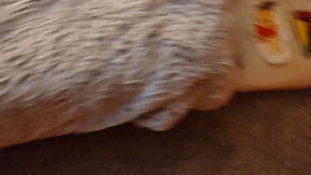 Inanimate Objects Mini S1 E3: This Remains Home..