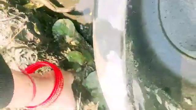 Lily ke pot ki safayee kar lijiye फरवरी-मार्च me 🌷kase karna hai Jane इस video me