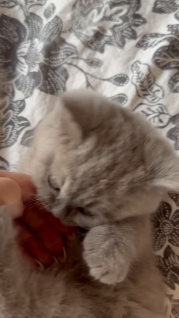 Допросилась родителей купить мне котика 🐱 у тебя есть питомец ??? #cat #рек #котенок #эмилия