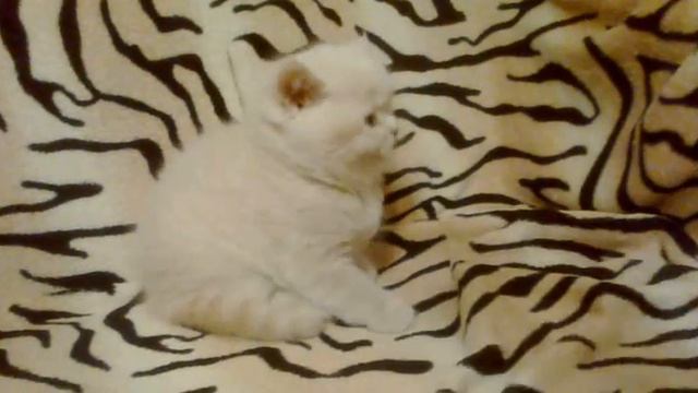 британским котятам один месяц играются