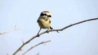 חנקן נובי Masked Shrike