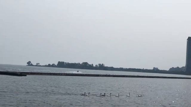 «Лебединое озеро» .Лебединый выводок молодых  детишек с их родителями