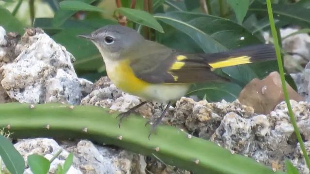 The American Redstart Mini documentary ID food  how to ID habitat nesting behavior