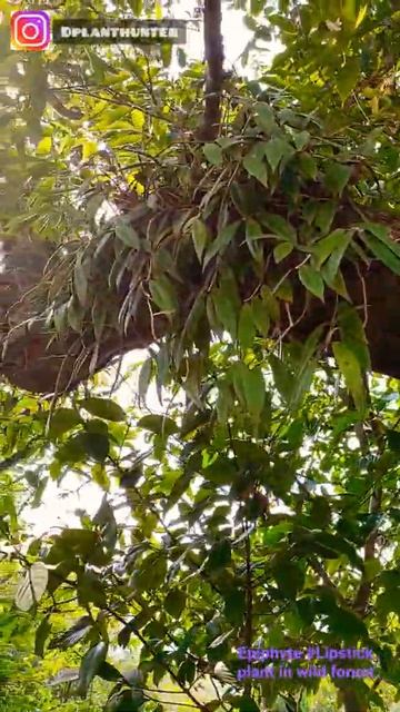 #Aeschynanthus #Lipstick #Plant in wild #westernghats |