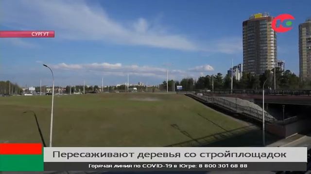 В Сургуте устроили садовую трансплантологию