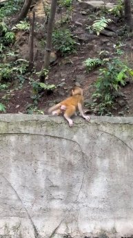 After watching the monkey