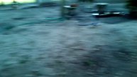 Duck doing chicken