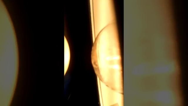 выращевание  цыплёнка в домашних условиях