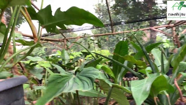STOCK TERBARU DARI BANG NANDI⁉️SIAP DIADOPSI KAWANHIJAU