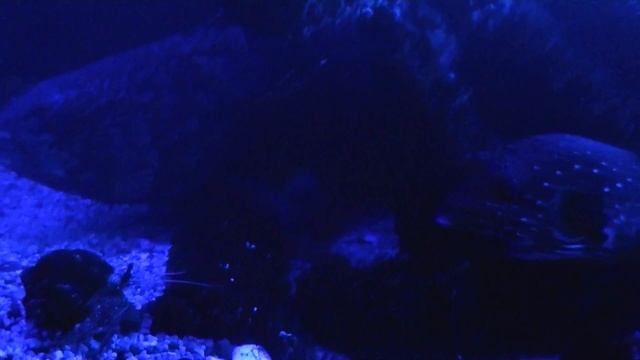 eel and grouper