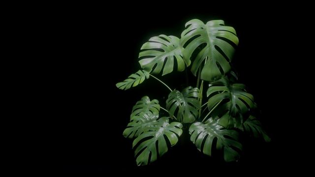 CG Monstera Octane Render UHD 4K HDR