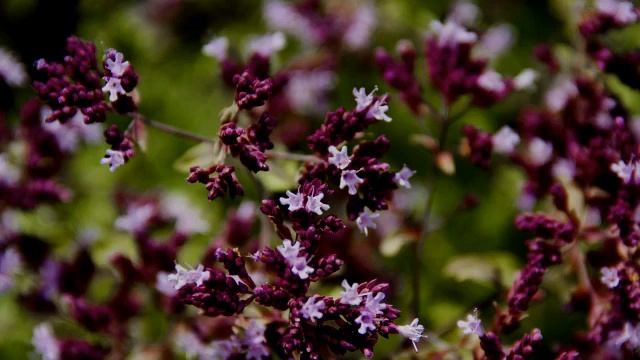 🍇🍇🍇🍆🍆🍆🌷🌷🌷🌺🌈🍓🍓🍒🍫ghnghnghmhj6t7y657u8iuokt76uijm bnvbnvc